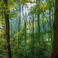 Biodiversiteit in Nederland